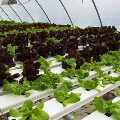 Agriculture Greenhouse high quality lettuce planting equipment nft gully